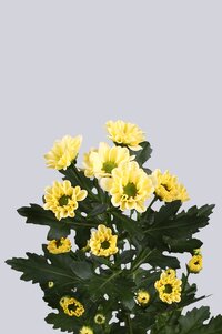 High resolution image 2