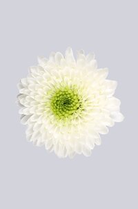 High resolution image 1