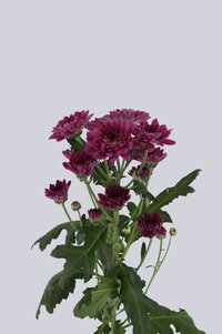 High resolution image 2