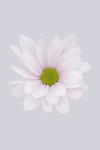 High resolution image 1