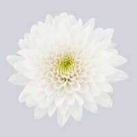 High resolution image 1