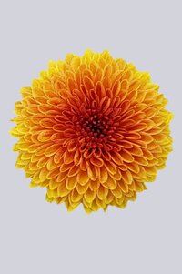 High resolution image 1