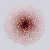 High resolution image 1