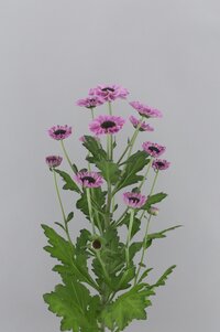 High resolution image 2