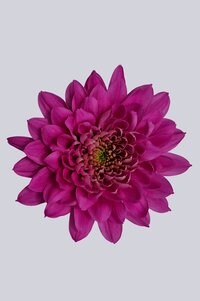 High resolution image 1