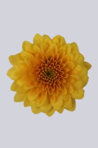 High resolution image 1