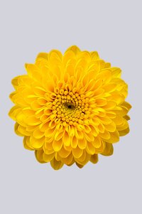 High resolution image 1
