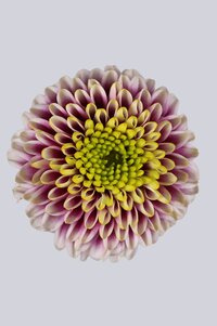 High resolution image 1