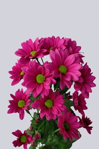 High resolution image 2