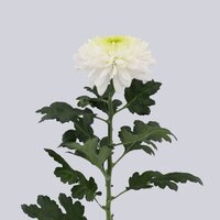 High resolution image 2