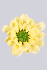 High resolution image 1