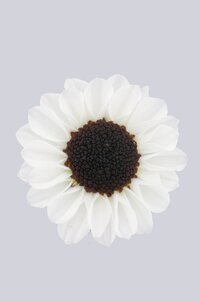 High resolution image 1