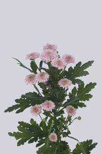 High resolution image 2