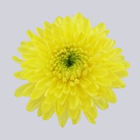 High resolution image 1