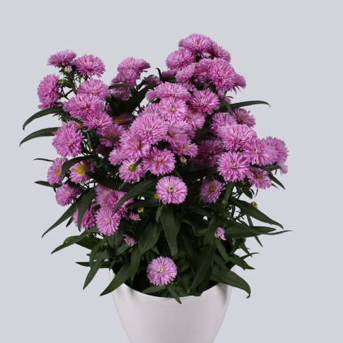 Astella Pink