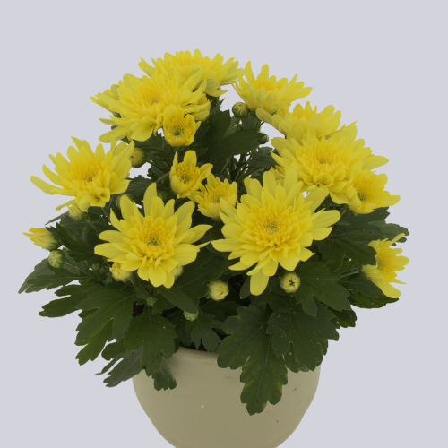 Beatles Yellow