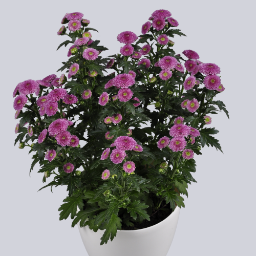 Calimero Dark Pink
