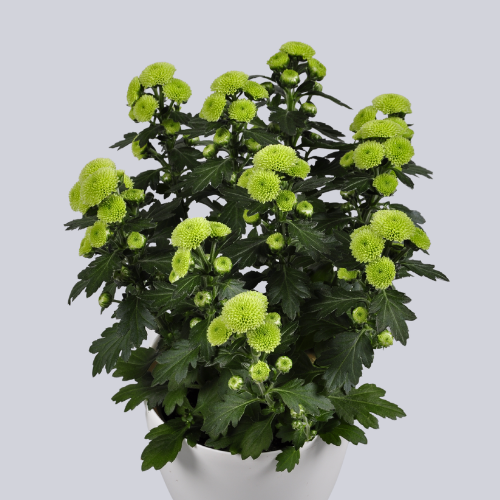Calimero Minty