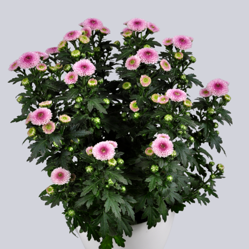 Calimero Pink