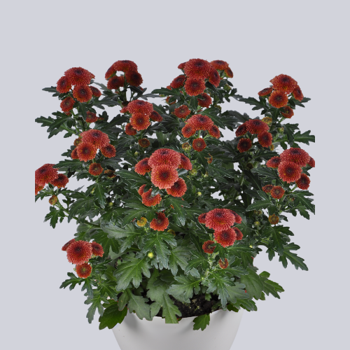 Calimero Red