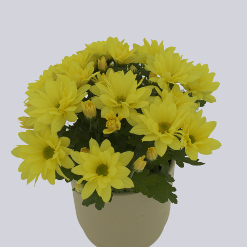 Donovan Yellow