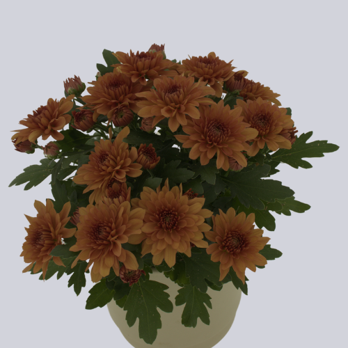 Da Vinci Orange Dark