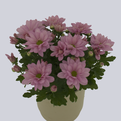 Donovan Pink