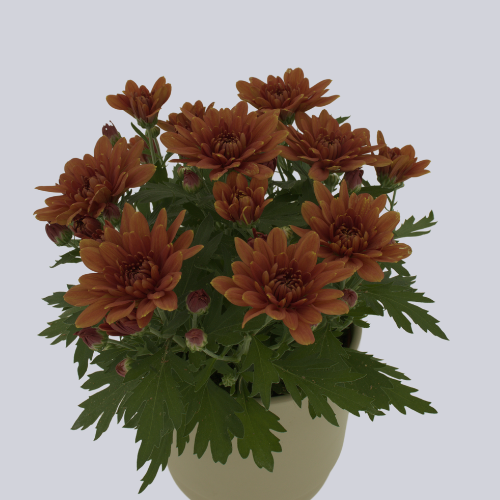 Dynamic Orange