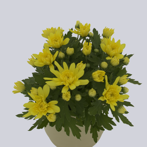 Dynamic Yellow