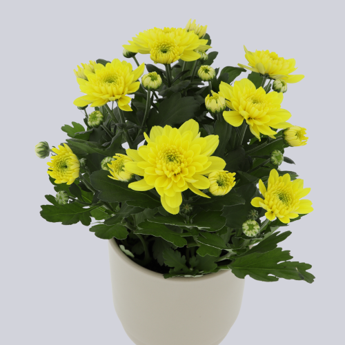 Elixer Yellow