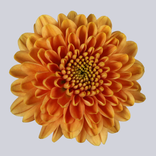 Ellison Orange