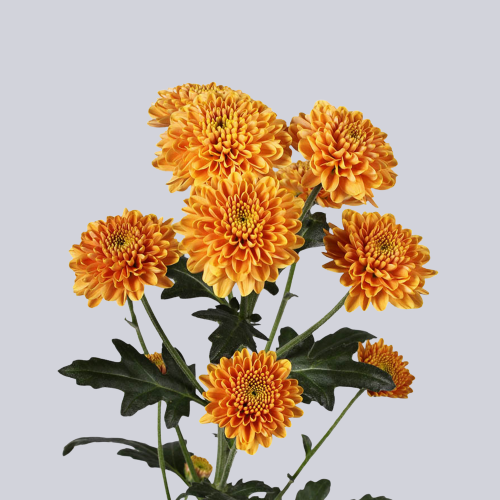 Ellison Orange