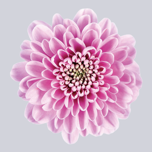 Ellison Pink