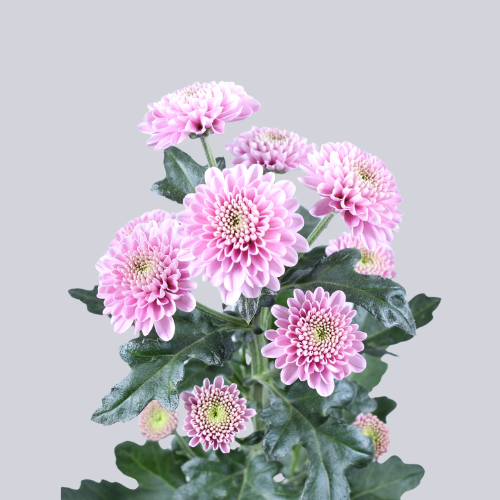Ellison Pink
