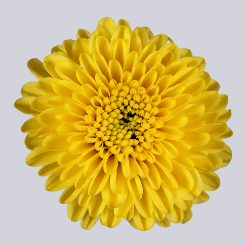 Ellison Sunny