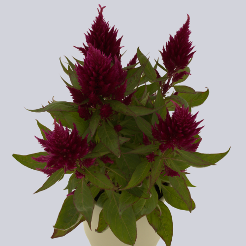 Floriosa Pink Red
