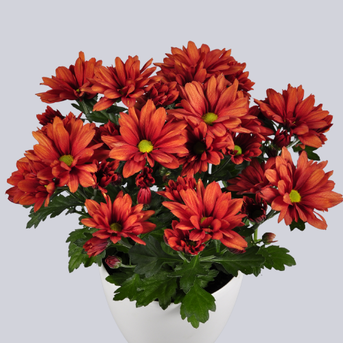 Heat Dark Orange