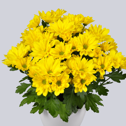 Heat Yellow