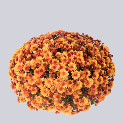 Inova Orange
