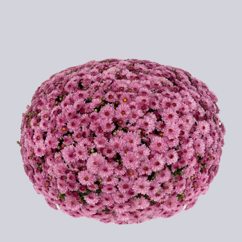 Inova Pink