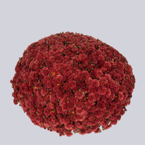 Inova Red