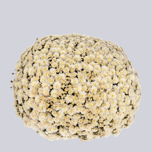 Inova White