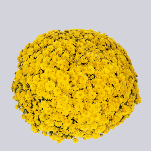 Inova Yellow