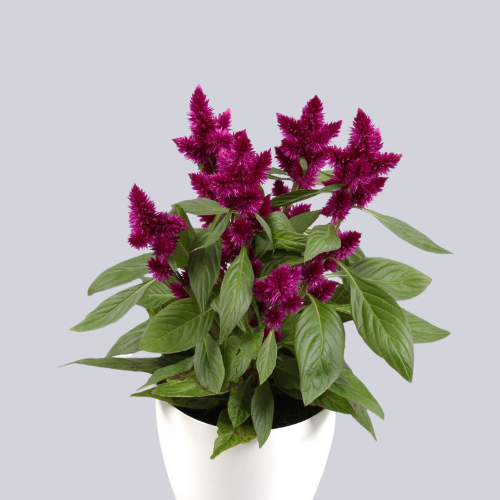 Intenz Dark Purple