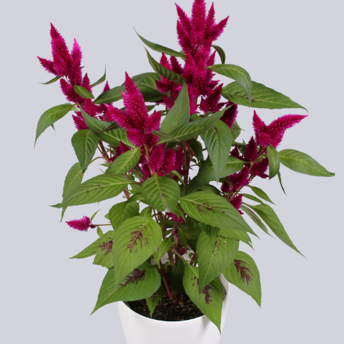 Intenz Red Pink
