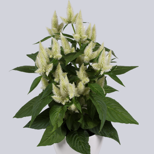 Intenz White