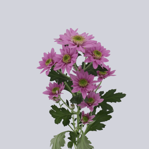 Isabella Dark Pink