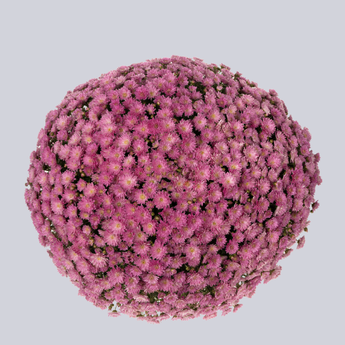 Lauro Pink