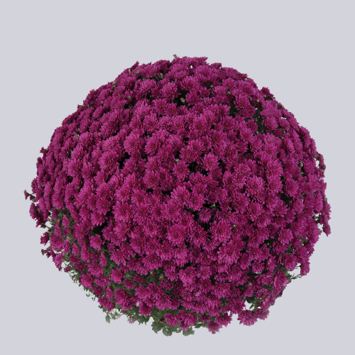 Lauro Purple