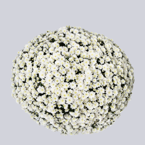 Lauro White